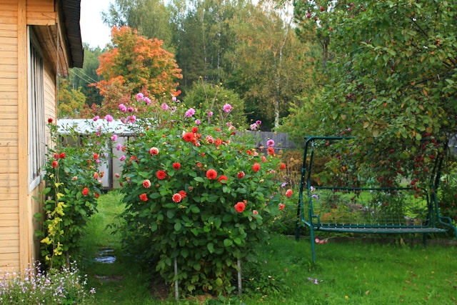 garden